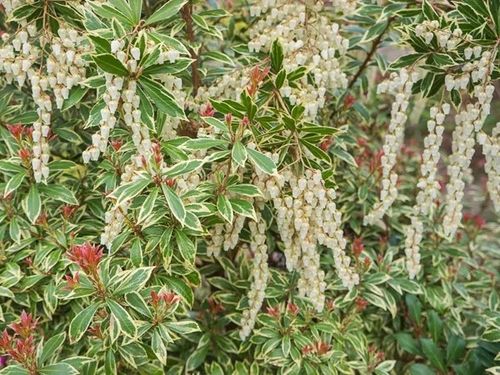 Pieris japoński LITTLE HEATH Czerwone przyrosty Zimozielony Sadzonki C3 na Arena.pl