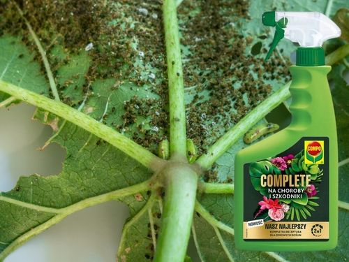 COMPO COMPLETE 2w1 NA CHOROBY I SZKODNIKI MSZYCE PRZĘDZIORKI WEŁNOWCE PLEŚŃ na Arena.pl