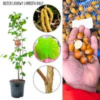 Orzech Laskowy Lamberta Biały sadzonki KRZEW 50-90 cm