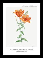 Plakat 13x18cm Design Bulbous Lily, Redoute Vintage do Salonu