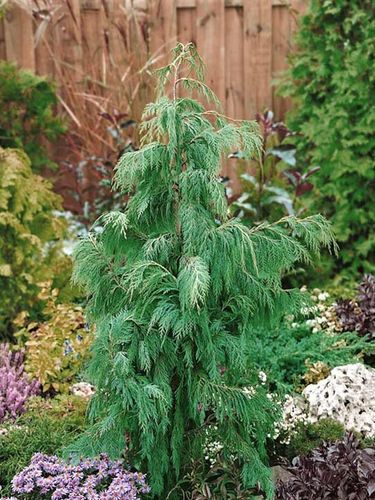 Cyprysik nutkajski Klippert C3 na Arena.pl