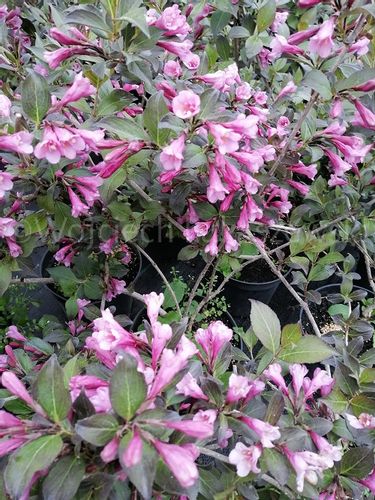 Krzewuszka cudowna Nana Purpurea dzwonkowe kwiaty na Arena.pl