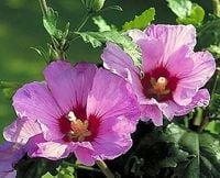 HIBISKUS różowy odporny na mróz - sadzonki 20 / 30 cm