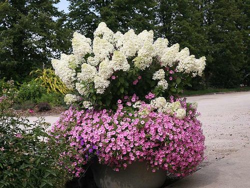 Hortensja bukietowa Bobo ® P9 E na Arena.pl