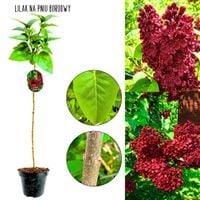 Lilak Bordowy głęboki kolor kwiatów NA PNIU 50-90 cm