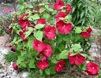 HIBISKUS czerwony - sadzonki 70 / 100 cm