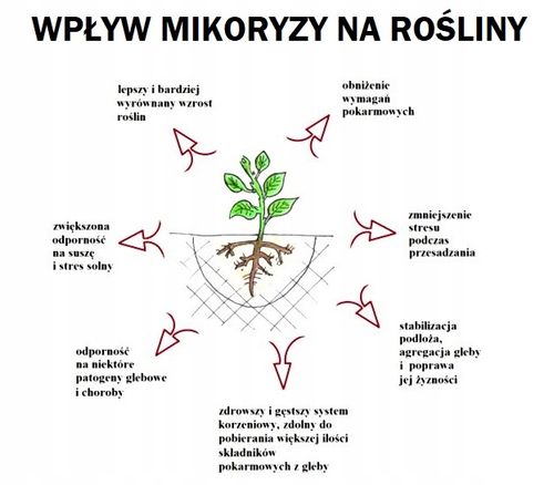 BIOPON MIKORYZA DO RODODENDRONÓW AZALII BORÓWEK na Arena.pl