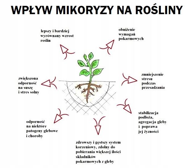 BIOPON MIKORYZA DO RODODENDRONÓW AZALII BORÓWEK zdjęcie 3