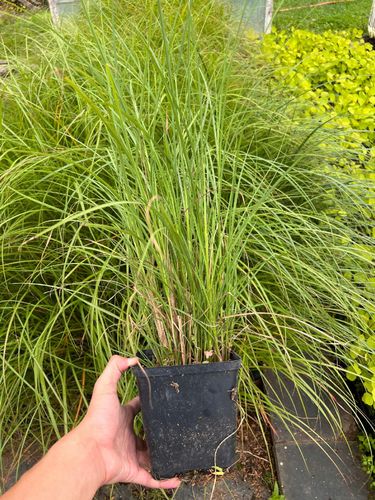 Miskant chiński 'Krater' (Miscanthus sinnesis) P13 na Arena.pl