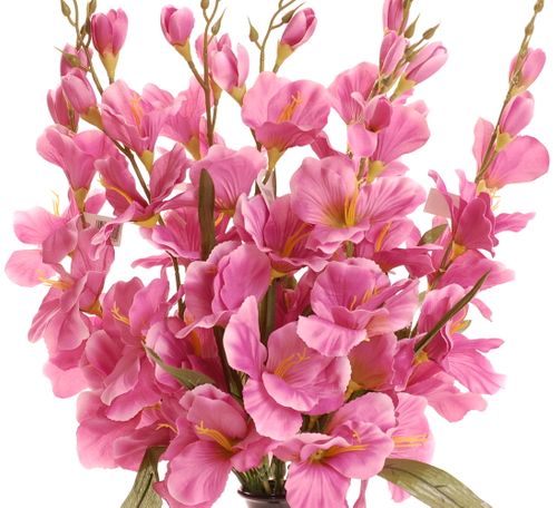 Mieczyk z listkami mauve na Arena.pl