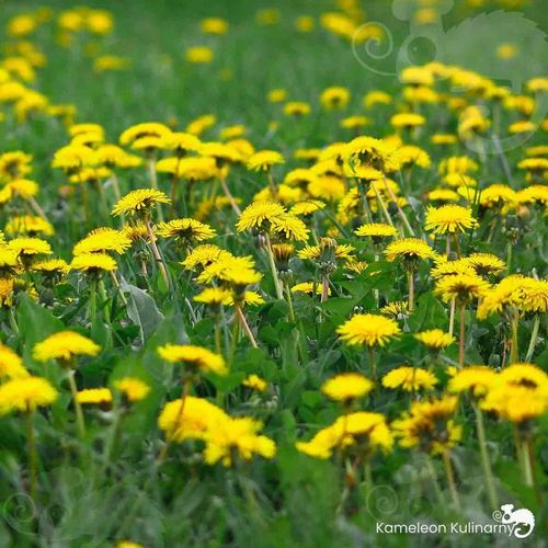 KAWA Z MNISZKA Zestaw: Naturalna + Orzechowa + Kawowa 3szt x 150G 0,45KG na Arena.pl