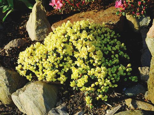 Różanecznik Patty Bee C2 E na Arena.pl