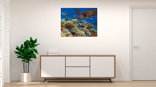 Obraz Płótno 50X40 Żółw Pod Wodą na Arena.pl