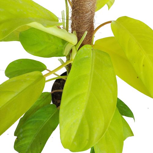 FILODENDRON MALEY GOLD  40cm na Arena.pl