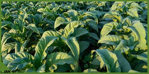 Drut Do Siatki Leśnej fi 1,4mm Zwój 40m Zastosowanie Uniwersalne Ocynkowany na Arena.pl