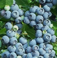 BORÓWKA NELSON amerykańska - sadzonki 45 / 50 cm