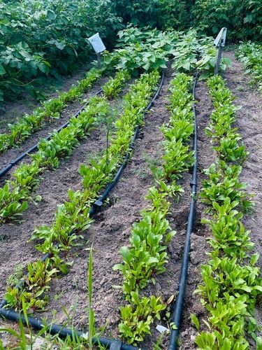 LINIA KROPLUJĄCA NAWADNIANIE Kropelkowe Wąż pocący kroplujący 100 mb na Arena.pl