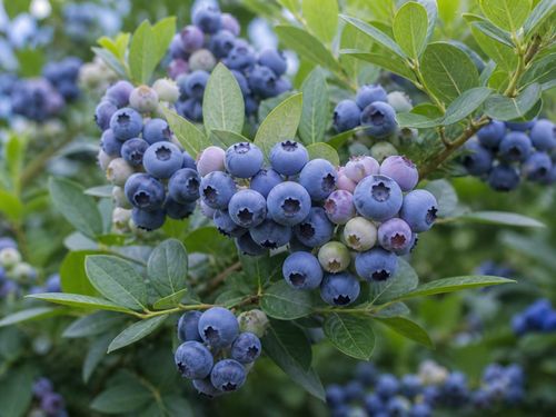 Borówka Sapphire - Vaccinium na Arena.pl