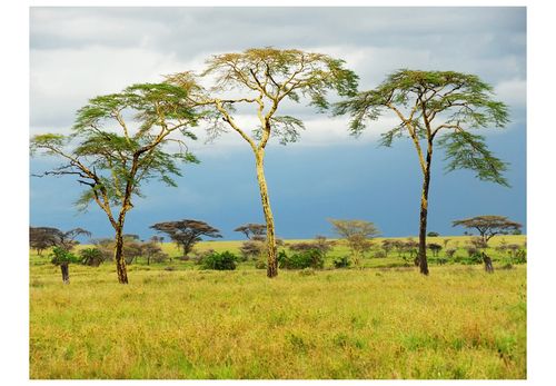Fototapeta - Savanna trees 200x154 na Arena.pl