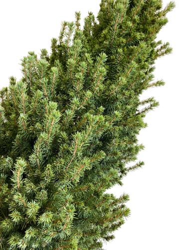 Świerk Picea 'Conica' 125 cm na Arena.pl