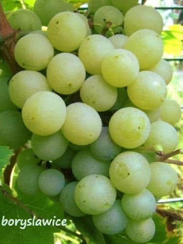 Winorośl 'TP-25' (Vitis) w P11, wysokość 50-70 cm na Arena.pl