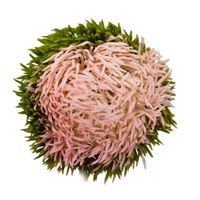 Czosnek wyrobowy różowy 12 szt