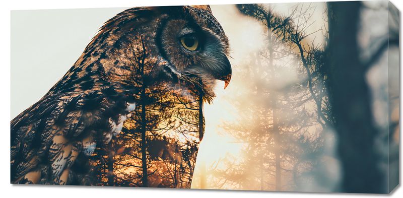 Obraz 100x50cm Sowi Duch zdjęcie 1