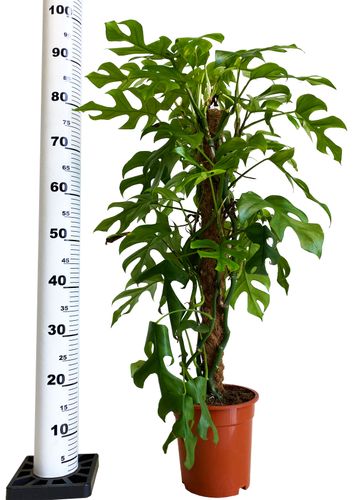 FILODENDRON MINIMA 90cm na Arena.pl