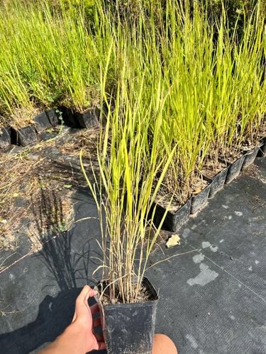 Proso rózgowate 'Hanse Herms' (Panicum virgatum) na Arena.pl