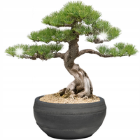 DONICZKA NA BONSAI GLINIANA DUŻA 30cm płytka terakota balkon taras do domu
