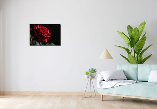 Obraz 60x40cm Róża w Półcieniu na Arena.pl