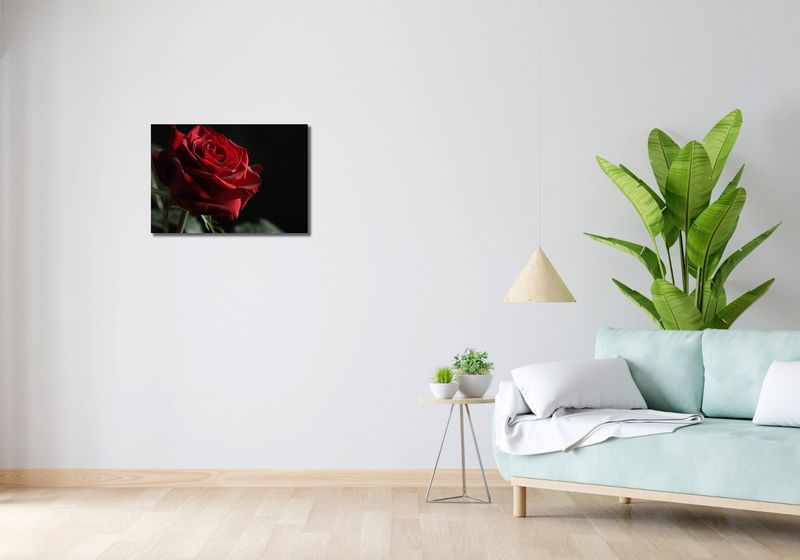 Obraz 60x40cm Róża w Półcieniu zdjęcie 2