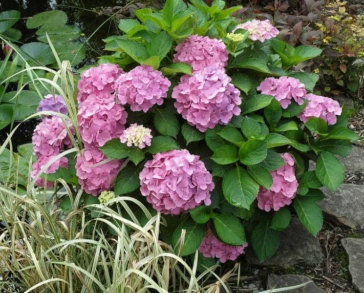 HORTENSJA BODENSEE - sadzonki w doniczkach zdjęcie 2