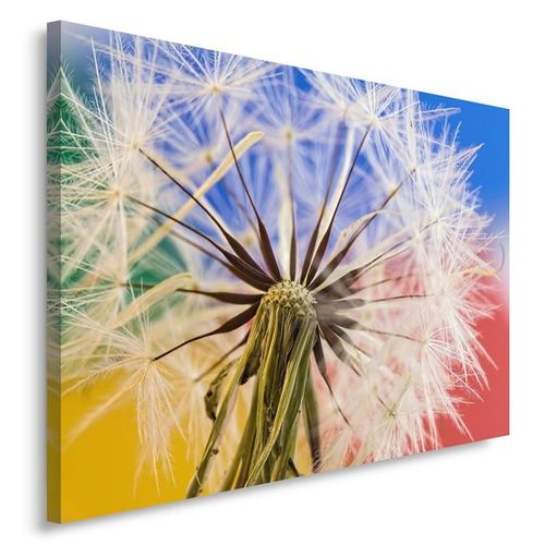 Obraz na płótnie - Canvas, Dmuchawiec 4 40x30 na Arena.pl