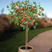AGREST SZCZEPIONY NA PNIU DUŻY CZERWONY