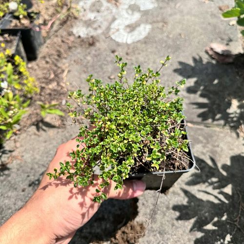 Macierzanka cytrynowa 'Doone Valley' (Thymus x citriodorus) P9 na Arena.pl