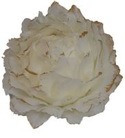 product-compare-59072034