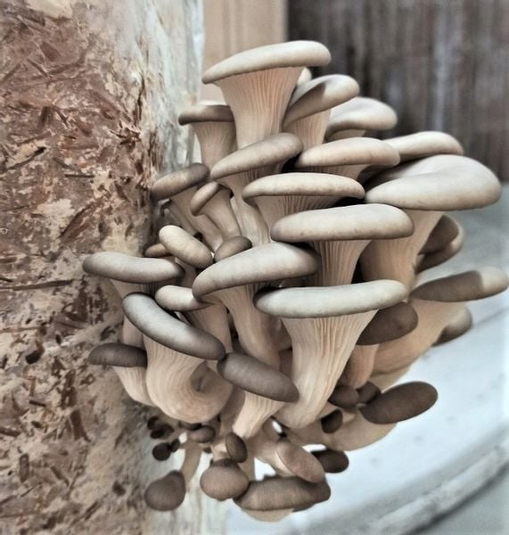 GRZYBNIA BOCZNIAKA DUŻY BALOT kostka około 15kg zdjęcie 7