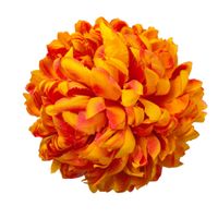 Chryzantema wyr. ananas flame 6 szt
