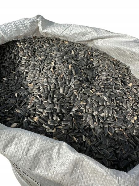 Słonecznik czarny 20 kg zdjęcie 6