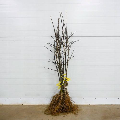 SADZONKI DRZEWKA OWOCOWE JABŁOŃ ANTONÓWKA BIAŁA ŚMIETANKOWA na Arena.pl