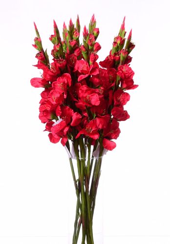 Mieczyk czerwony 84cm na Arena.pl