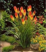 product-compare-54617242