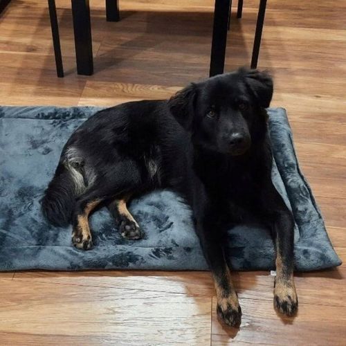 Materac dla psa POLSKI PRODUKT legowisko mata do samochodu klatki na Arena.pl