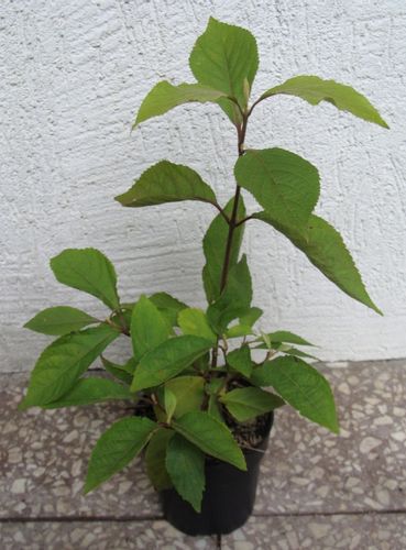 PIĘKNOTKA PROFUSION - sadzonki w doniczkach na Arena.pl