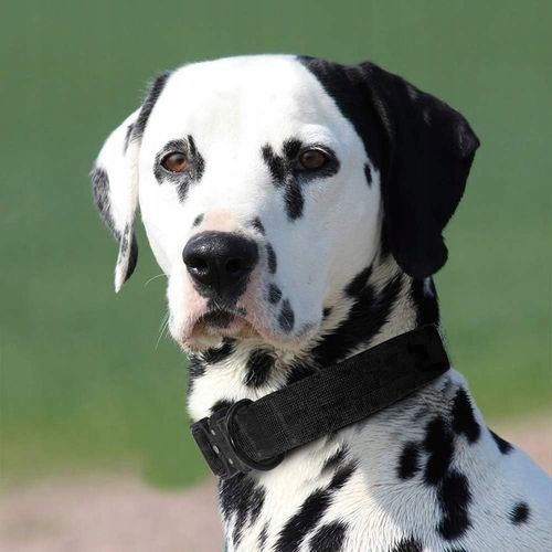 TAKTYCZNA OBROŻA QR DLA PSA MOCNA REGULOWANA POLICYJNA MOCNA 40-55cm L 4cm na Arena.pl