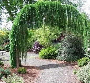 MODRZEW nisko szczepiony na pniu zwisający karłowa - sadzonki 90 / 120 cm na Arena.pl