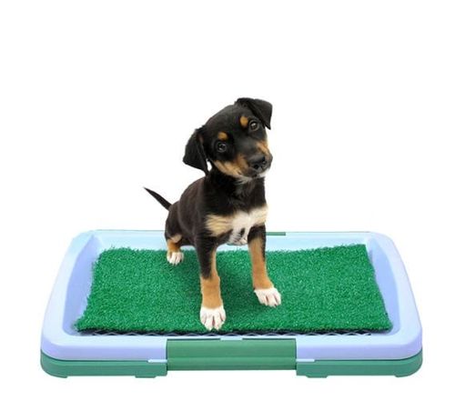 Kuweta dla psa na Arena.pl