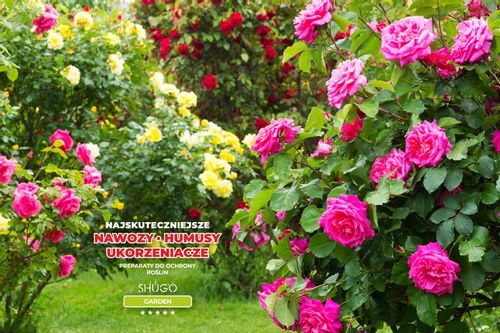 Nawóz do Róż 5 kg SHUGO na Arena.pl