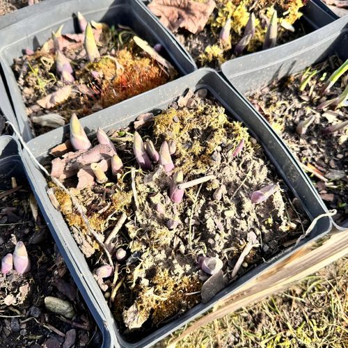 Funkia Hosta 'Wide Brim' W DONICZCE 2.0L na Arena.pl